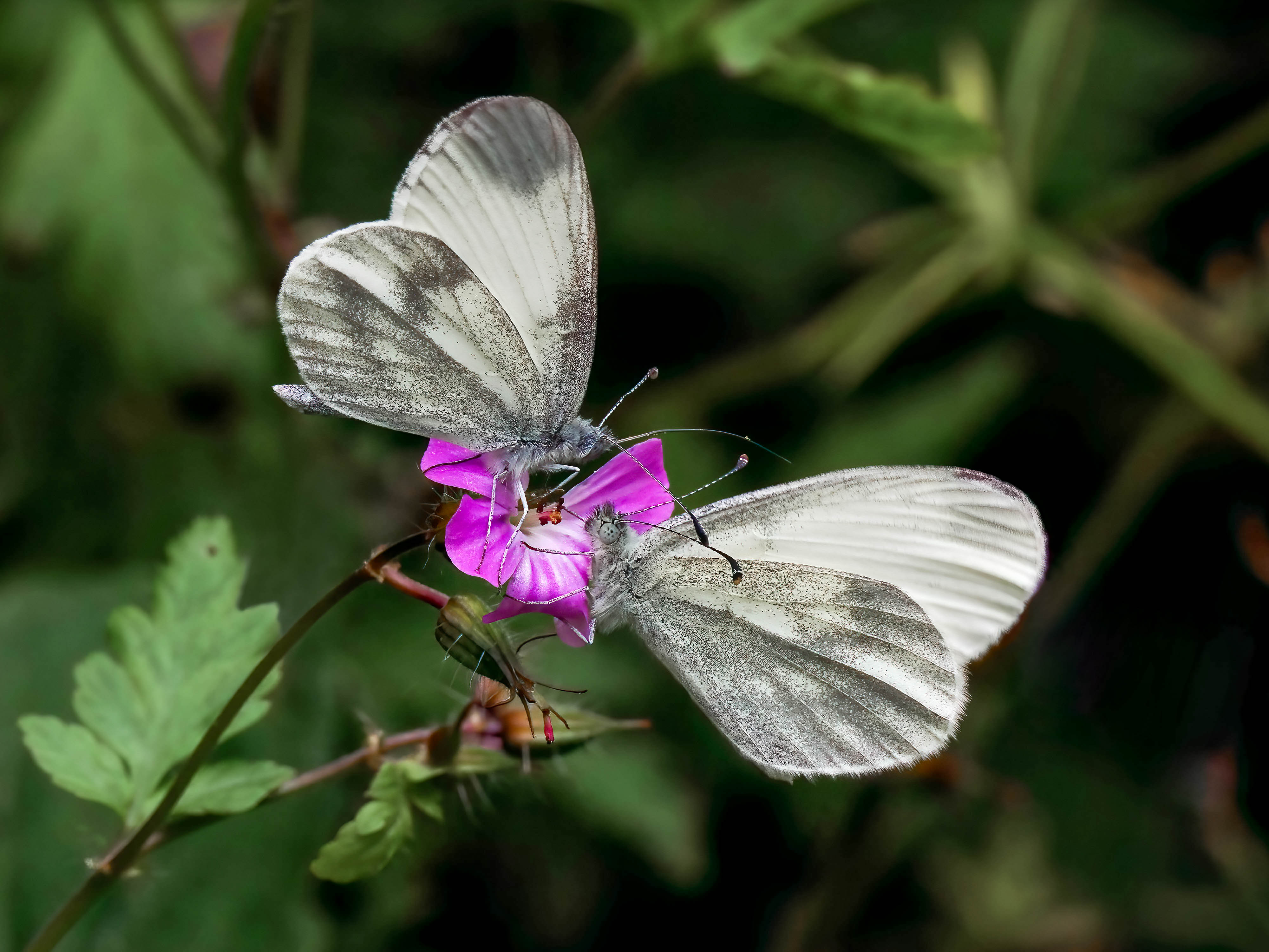 Wood White pair photo Graham Hubbard